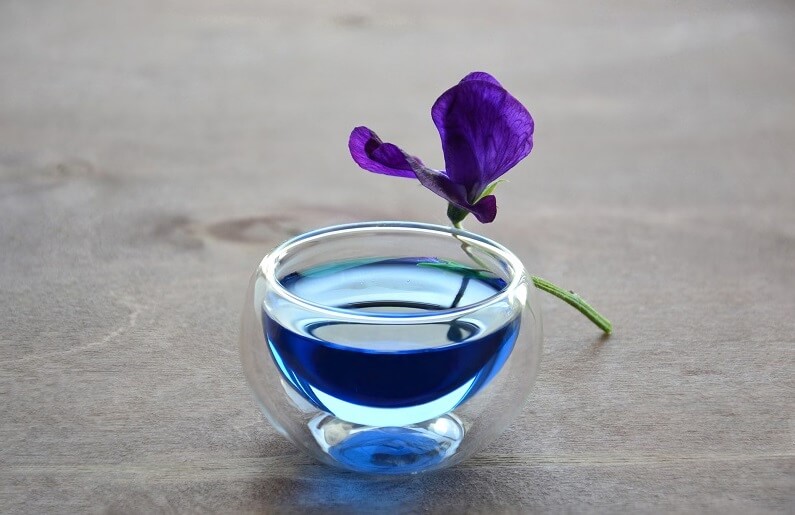 Niebieska herbata w filiżance, o którą oparta jest łodyga Clitoria ternatea)
